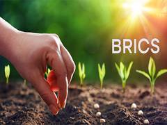 
      
      BRICS Innovation cultivates global sustainable agriculture future
      
      