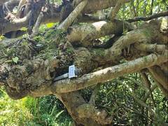 
      
      Kanchan trees, nature-based solution to Majauli's erosion 
      
      
