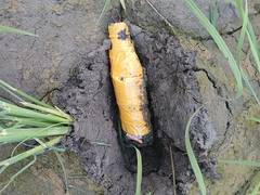 
      
      BSF recovers pistol parts, live rounds in Punjab's Tarn Taran
      
      