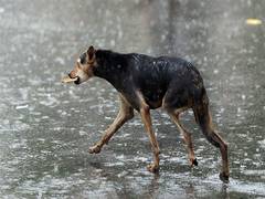 
      
      Bihar Govt issues residence certificate to Dog, cancels it later
      
      