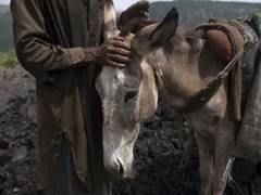 
      
      Pakistan: 1000 kg of unhygienic donkey meat seized in Islamabad
      
      