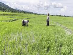
      
      Ethnic conflict leaves farmlands abandoned in Manipur
      
      