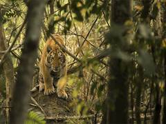 
      
      Kaziranga ranks 3rd in tiger density
      
      