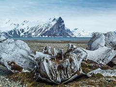 
      
      Ancient whale skeletons unearthed by Russian scientists 
      
      