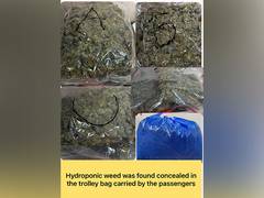
      
      Mumbai customs seizes Rs 8 crore worth of Hydroponic weed, 4 arre
      
      