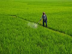 
      
      Agriculture-GVA growth to moderate to 4.5% in Q1 FY26: ICRA
      
      