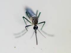 
      
      Italy records 10th death due to West Nile virus
      
      