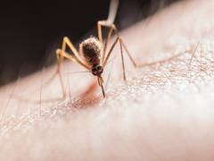 
      
      Mosquitoes carrying West Nile virus found near Netanya
      
      