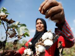 
      
      Pakistan’s cotton output down 30pc, says PCGA
      
      