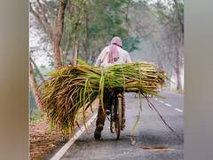 
      
      ISMA launches national AI network to boost sugarcane productivity
      
      