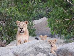 
      
      Barda Sanctuary thrives with 17 lions, 25 leopards
      
      