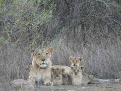 
      
      World Lion Day 2025 to be celebrated tomorrow in Gujarat
      
      