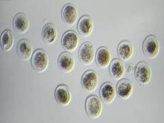 
      
      Sahiwal cow yields 23 embryos in a single flush
      
      