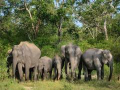
      
      World Elephant Day 2025 to be celebrated in Coimbatore 
      
      