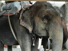 
      
      Begin the Process of Retiring Elephants in Jaipur
      
      