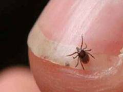 
      
      Shimla: Three test positive for scrub typhus at IGMC
      
      