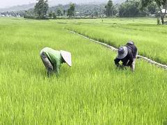 
      
      Lost harvests of Manipur’s conflict zones
      
      