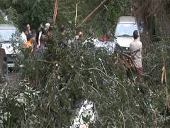 
      
      Heavy rains uproot trees in Shimla, damaging vehicles
      
      