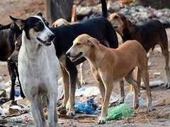 
      
      Zeenat Aman, Adivi Sesh on Supreme Court's ruling on stray dogs
      
      