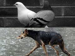 
      
      Saamna criticises focus on pigeons and stray dogs over humans
      
      