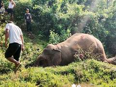 
      
      Wild elephant carcass found in Kerala's Kuruvanpuzha river
      
      