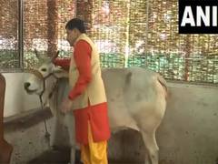 
      
      MP CM Mohan Yadav performs Gau Seva on Krishna Janmashtami
      
      