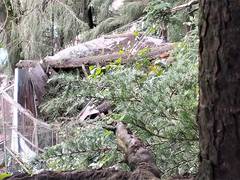 
      
      Shimla landslide forces evacuation in Benmore locality
      
      