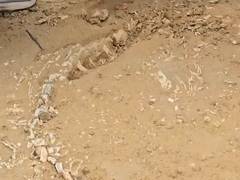 
      
      Rajasthan: 201-million-year-old Jurassic-era fossil unearthed
      
      