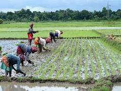 
      
      Rice sowing crosses 109% of normal area due to good Monsoon 
      
      