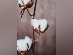 
      
      Bharatiya Kisan Sangh urge govt to not extend exemption on cotton
      
      