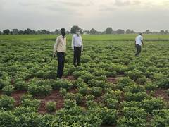 
      
      Quality seeds from Seed Corporation driving Gujarat's growth
      
      