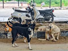 
      
      UP govt issues updated guidelines to manage stray dog population
      
      