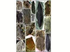 
      
      Fossil leaves from Nagaland reveal how Antarctica shaped 
      
      