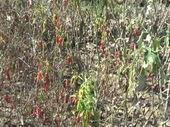 
      
      Massive flash flood in Anantnag led to severe crop damage
      
      