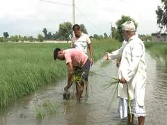 
      
      Punjab govt launches 5-day drive to revive flood-hit mandis 
      
      