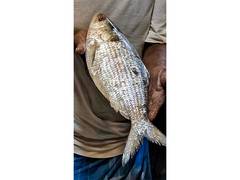 
      
      37 companies to export Hilsha fish from Bangladesh to India 
      
      