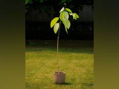 
      
      UK: King Charles sends Kadamb tree as present to PM Modi
      
      