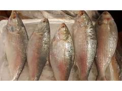 
      
      'Fish is good, but rates too high': Hilsa retailers
      
      
