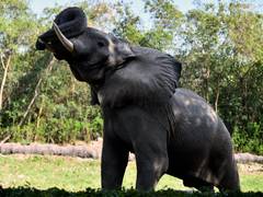 
      
      National Zoological Park orders enquiry to ascertain the cause of
      
      
