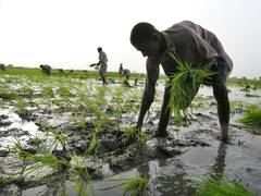
      
      Pakistani authorities target farmers instead of fixing collapse
      
      