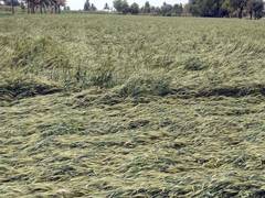 
      
      Maharashtra cabinet announces Rs 1339 crore assistance to farmers
      
      