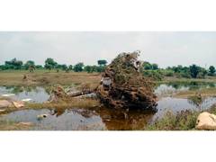 
      
      Heavy rains batter Maharashtra, NDRF rescues over 300 people
      
      