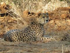 
      
      Project Cheetah roars ahead: New big cats expected by year-end
      
      