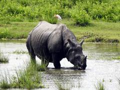 
      
      Kaziranga National Park opens Bagori Range for tourists
      
      