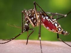 
      
      Pakistan reports 41 new cases of Dengue in Rawalpindi Hospitals 
      
      