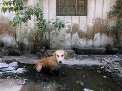 
      
      Estimate 1000 Pakistanis die every year due to rabies: Report
      
      
