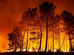 
      
      UAE expresses solidarity with Namibia in combating wildfires 
      
      