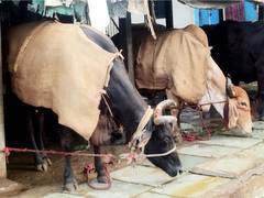 
      
      K'taka Police seize home, slaughterhouse ofnotorious cattle thief
      
      