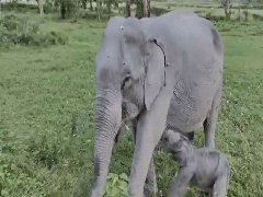 
      
      Assam: Elephant calf born in Kaziranga named 