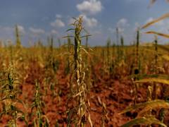 
      
      Millions allocated to help restore agricultural areas 
      
      